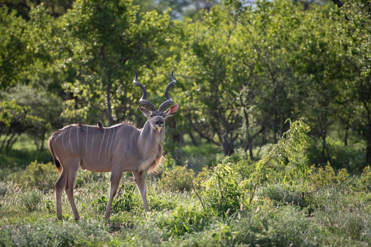 Twiga Travel Villa Hoedspruit Eksteriør billede